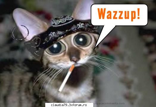 nice - LIZA - CHESTII SIMPATICE