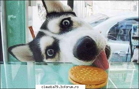 ooups - "Must.......reach.......cookie!" - CHESTII SIMPATICE