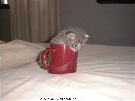ooups - Do I LOOK like a mocha latte to you?! - CHESTII SIMPATICE